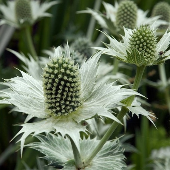 Eryngium Silver Glitter Eryngium Flowers and Fillers Flowers by